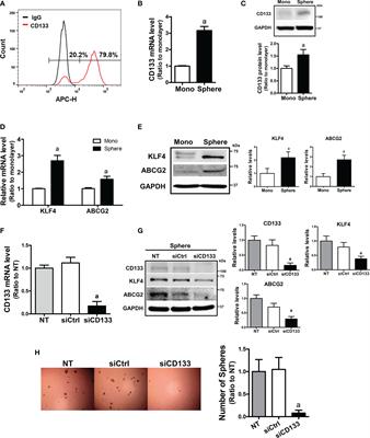 Role of CD133/NRF2 Axis in the Development of Colon Cancer Stem Cell-Like Properties